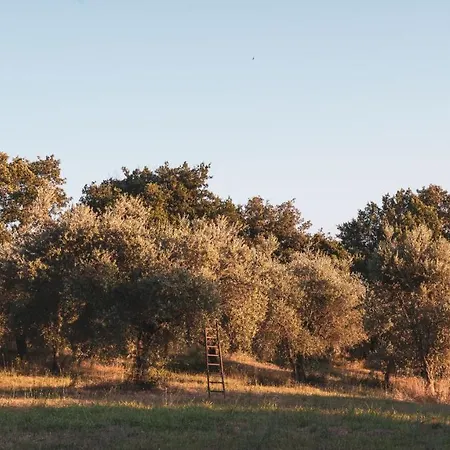 Sur La Colline Foglia